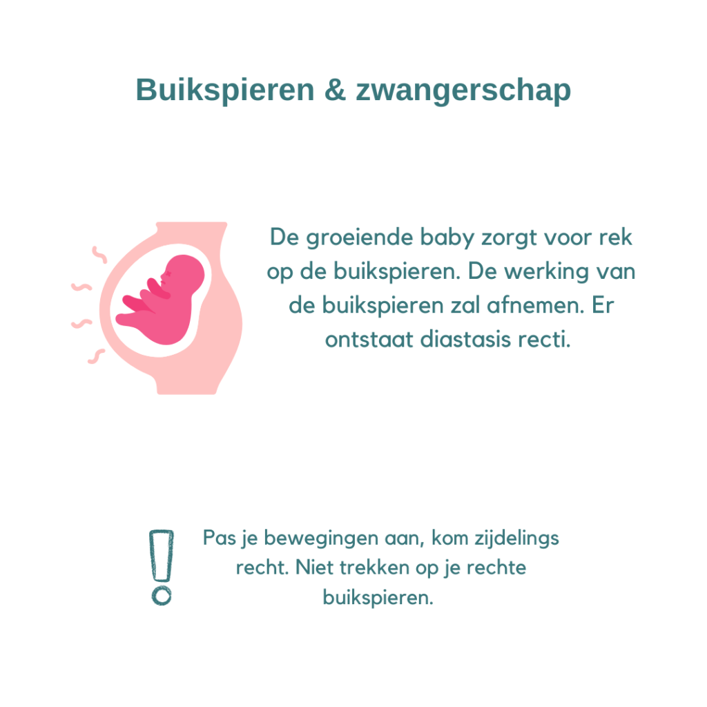 foto van een baby in een buik. Door de roeiende baby komt er rek op de buikspieren te staan. De werking van de buikspieren zal afnemen en er ontstaat diastasis recti. Pas je bewegingen aan, kom zijdelings recht zodat je niet op je rechte buikspieren trekt. 