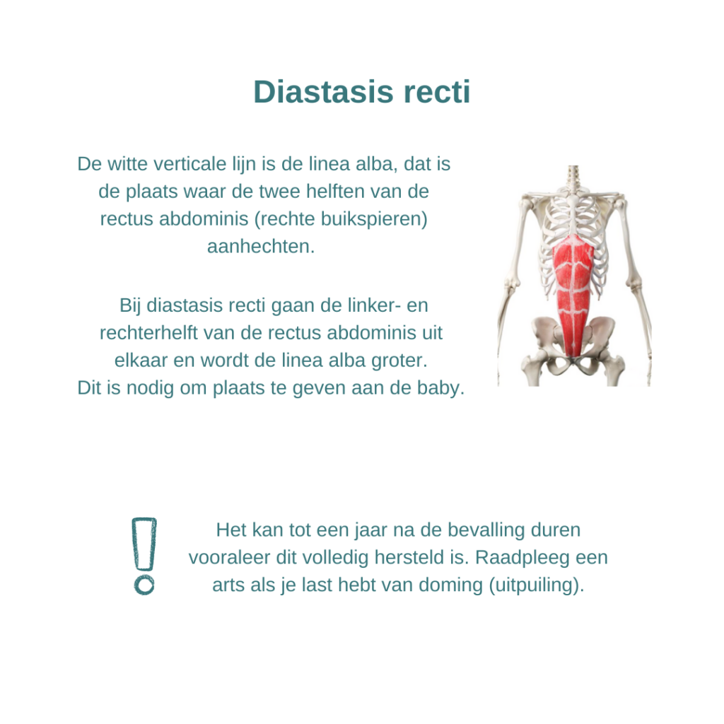 Foto van de rechte buikspieren om te beschrijven wat de linea alba en diastasis recti is. De buikspieren bestaan uit rechte buikspieren die aan elkaar hangen met de linea alba. Als je zwanger bent, gaan deze helften verder uit elkaar en ontstaat de diastasis recti. 