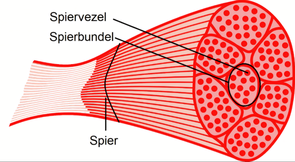 Een getekende doorsneefoto van een spier waarin je duidelijk ziet dat spieren opgebouwd zijn uit spierbundels waar spiervezels in zitten. Er zijn twee type spiervezels. Dit heeft een grote impact op je trianing.